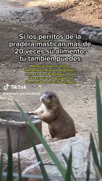 Memes de Perros en la Pradera y Nutrición Divertida