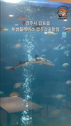 경주 감포항 투썸플레이스 지상은 오션뷰, 지하는 아쿠아리움 !! #먹기만하는유지니 #경주 #경주카페 #아쿠아리움 #투썸플레이스 #오션뷰 #오션뷰카페 #감포항 #투썸 #이색카페