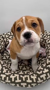 We present to you... the BEABULL! 🐶🐾 The cutest blend of English Bulldog and a Beagle! ♥️ . . . #Petland #Beabull #Beagle #EnglishBulldog #Puppies #MustLoveDogs | Petland USA