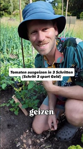 Tomaten ausgeizen in 3 Schritten – Schritt 3 spart Geld