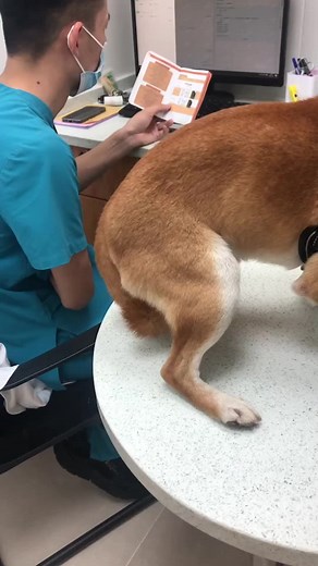 Why Dogs Fear the Doctor: A Funny Insight