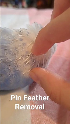 English Budgie Pin Feather Removal #budgries #budgiesworld