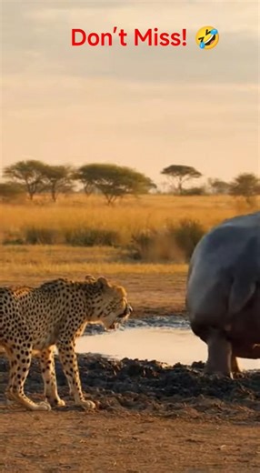 Hippo vs Cheetah – Epic Wild Encounter!