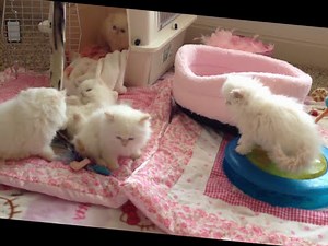 Himalayan Kittens for sale