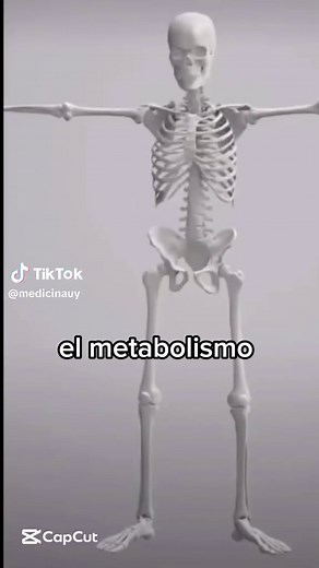 Entendiendo el Metabolismo: Catabolismo y Anabolismo