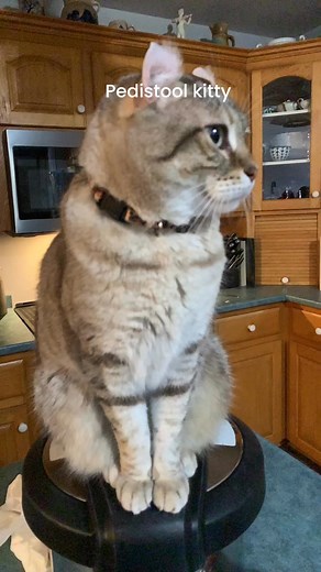 #HighlanderCat #purelove | Amanda Linnenbank