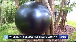46K views · 421 reactions | It's that time of year again in Florida, the dreaded yellow fly season. I did this story back in 2018, but the information is still relevant. These traps work, and this is a great way to get rid of them. #yellowflies #yellowflytraps First Coast News | Heather Crawford | Facebook
