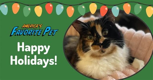 The Shadix Shack on Instagram