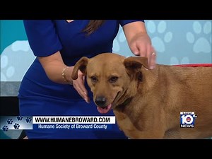 Adopt A Pet: Meet Chloe