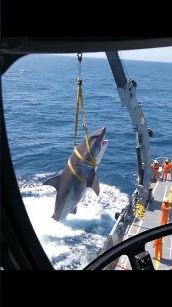 INCREDIBLE Helicopter View Massive Great White Shark Research Operation