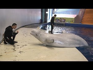 Captive beluga whales head to world’s first open water sanctuary | ITV News