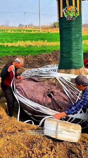 The process of carefully digging up an elm tree