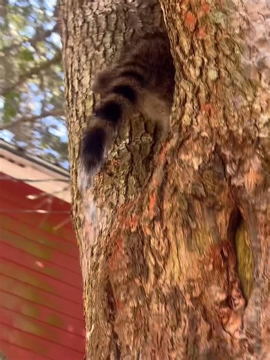 Baby Ruth & Butterfinger spent several hours working their tree legs today. | Woodside Wildlife Rescue