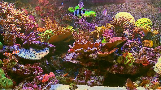 Aquarium Video - Coral Reef Aquarium 110 Minutes of HD Fishtanks with music and Nature Sounds
