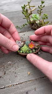 Let’s make a mini basket of succulents 🌱 | Unique Succulent Designs