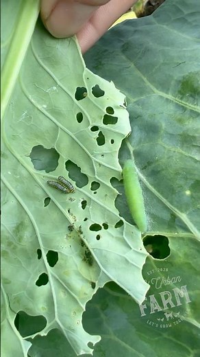 The two types of cabbage worms you will most likely encounter and a few suggestions for control.