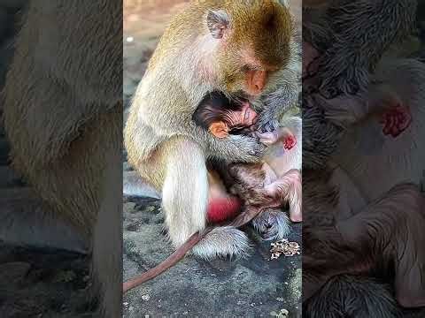 Ginger Not Loves Playing With other Small Babies, | monkeynaturekh