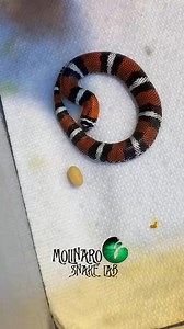 1.2M views · 10K reactions | I'm still not sure what this is! #reels #biology #snake #reptile #animals #egg | The Molinaro Snake Lab | Facebook