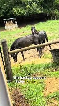 Rollo the Friesian… Rollin in mud