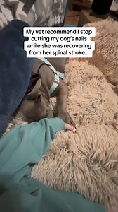 7K views · 80 reactions | Correcting overgrown dog nails.  To be...