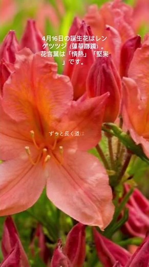 4月16日の誕生花はレンゲツツジ（蓮華躑躅）。花言葉は「情熱」「堅実」です。 #花言葉 #グルメ