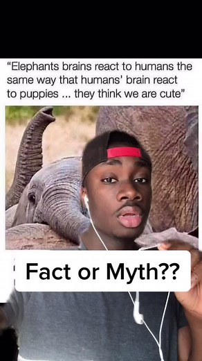 Understanding the Relationship Between Elephants and Humans