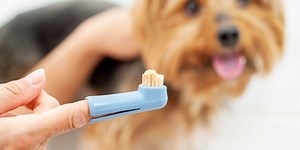 How to Keep Your Dog's Teeth Clean