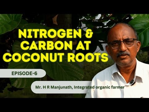 Coconut Root Zone Mulching with Legumes & Dry Leaves | In-Situ Nitrogen & Carbon | Ep 6