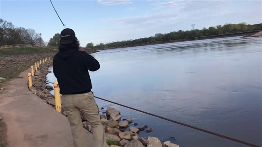 Giant softshell turtle found during backyard wildlife rescue