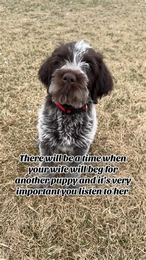 14K views · 41 reactions | Always listen  凉 #wiredhairpointinggriffon #wirehairedpointinggriffonpuppy #wiredhairedgriffon #whatkindofdogisthat #griffon griffons huntingdog birddog pointer pointerpuppy you wpgoftheday wpgofinstagram uplandhunting waterfowl griffonpuppy wpg wpgoftheday puppy puppiesofinstagram puppylove puppies hunting gundog huntingdogs gundogs pheasanthunting | Double R Griffons | Facebook