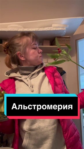 Уход за альстромерией: советы для начинающих флористов