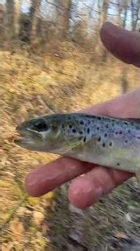 Catching Winter Wild Brown Trout during a BLUE WING OLIVE HATCH