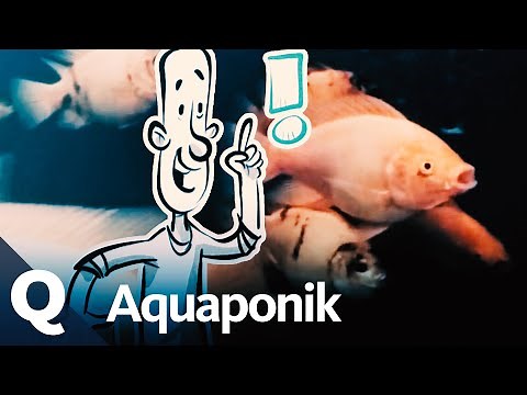 Nachhaltige Fischzucht: Verantwortungsvoll Fisch kaufen? | Quarks