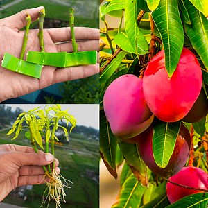 From seed to sweetness || How to grow mango at home step by step | Amd MultiMedia