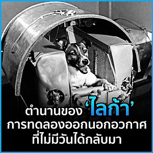 อีกหนึ่งเรื่องราวสุดสะเทือนใจของเจ้าสุนัข "ไลก้า" ที่ได้เดินทางออกไปนอกอวกาศ เป็นเวลากว่า 60 ปีแล้ว ที่มีการทดลองส่งสุนัขไปอวกาศ เรื่องราวความเป็นมาจะเป็นอย่างไร ไปติดตามได้ในคลิปนี้เลย #เหมียวสามสี | CatDumb