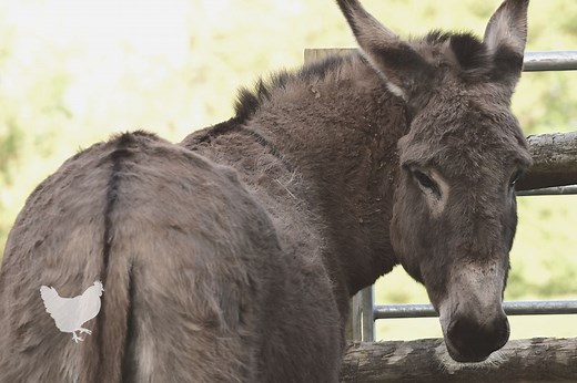 How To Care For A Donkey: A Simple Guide — Farm & Animals