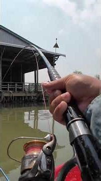Câu cá tra sông bằng cốt pro fishing #fishing #caucatrasong