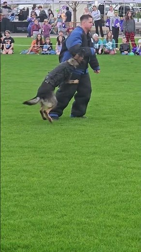 Watch a Police Dog Take Down a Suspect! 😱🐕‍🦺