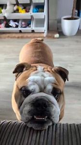 I can't even enjoy a little sing song without Diego causing trouble | BulldogPabs