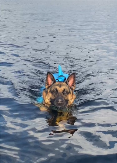 Funny German Shepherd Moments That Will Make You Laugh