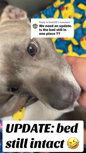 The Sweet Side of Pitbulls: A Funny Update