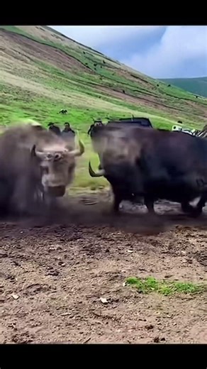 Yak vs Yak: Inside the Lives of Asia's Mountain | Mongolia's Wild Yaks #yakfight #animals #animals