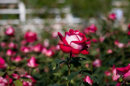 How To Grow And Care For Osiria Roses (Hybrid Tea Rose)