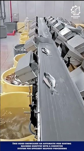 Smart Machine Sorting Fish Efficiently for Modern Industry #machineinnovation #fish