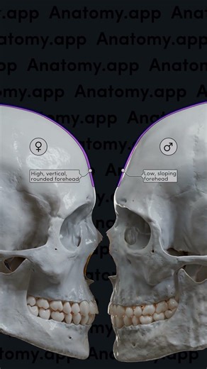 Male vs. female skull: key anatomical differences