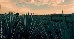 Agave plantation field. Agave is used to produce tequila