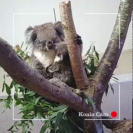2K reactions · 236 shares | Cuteness overload!  Want to see even more of our adorable koala joey? Of course you do! We're so excited to tell you that we now have a koala cam livefeed so you can see what Violet and her baby get up to. Start watching live here: https://bit.ly/3iA5pwk | Longleat | Facebook