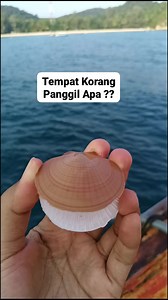 8.4K views · 119 reactions | Sedap rasa isi siput ni..bentuk macam logo minyak Shell #fishing #jangkauanluas #malaysia | Frugal Outdoors & Camping | Facebook