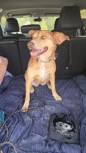 8.8K views · 253 reactions | Sweet Sally 療 looking as cute as a button!! This beautiful little girl is looking for a forever home with a dog buddy!! ✔ If you would like to learn more about this very pretty girl, please check out her profile and contact us via the form below and one of our volunteers will get back to you. https://www.animals-in-need-brisbane.com.au/pets/sally/ | Animals in Need Brisbane | Facebook