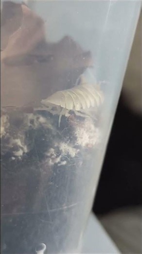 A. depressum 'Magic Potion' isopod up close